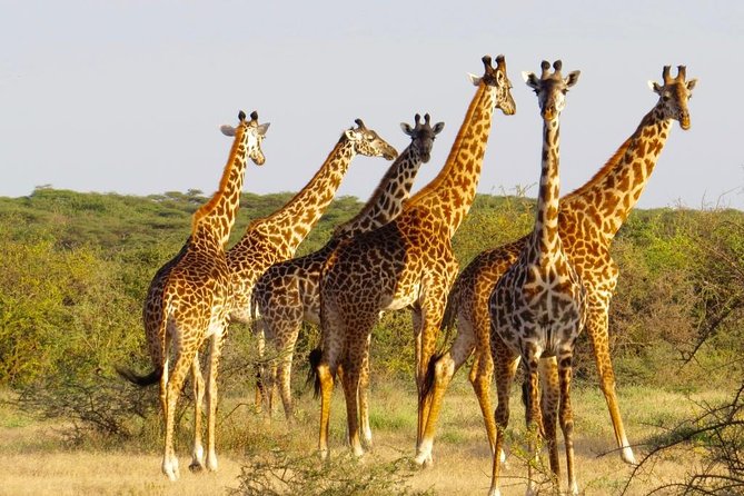 3 Day - Tarangire, Ngorongoro Crater Lake Manyara- Mid - Range - Booking Process