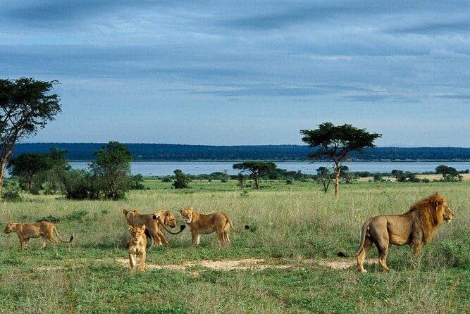 3-Day Tour in Murchison Falls Safari & Rhino Tracking - Preparation Tips