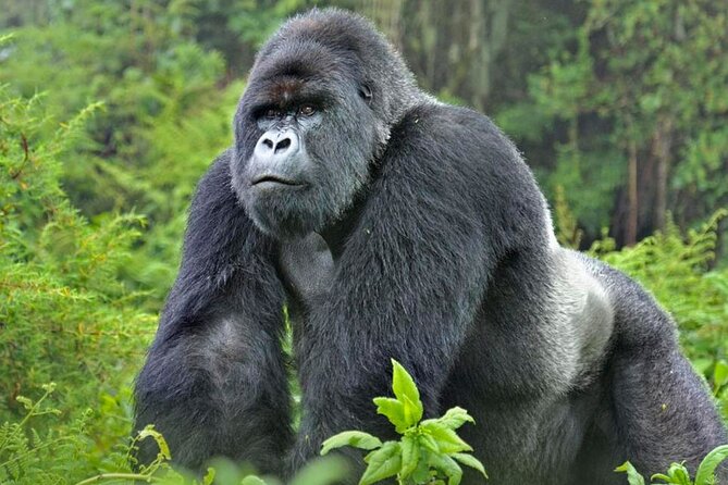 3-Day Uganda Gorilla Trekking Safari - Frequently Asked Questions