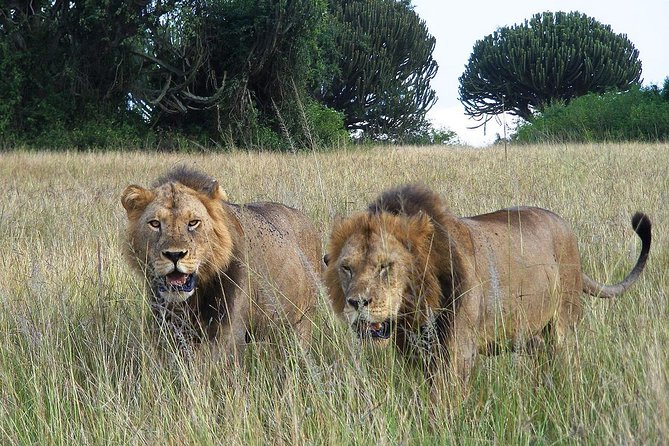 3 Days 2 Nights Budget Masai Mara Safari - Booking Process