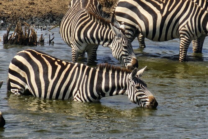 3 Days - 2 Nights Maasai Mara From Nairobi - Booking and Cancellation Policies