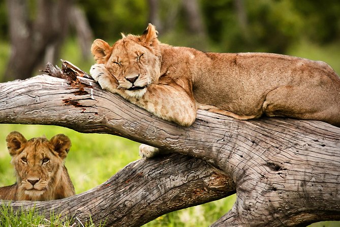 3 Days 2 Nights Masai Mara Joining Safari From Nairobi - Traveler Information