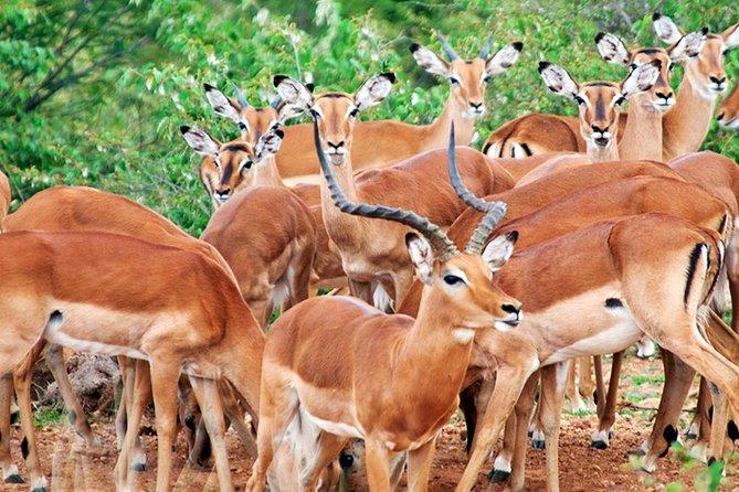 3 Days, 2 Nights Safari - Amboseli National Park and Tsavo West Adventure Safari - Inclusions of the Safari
