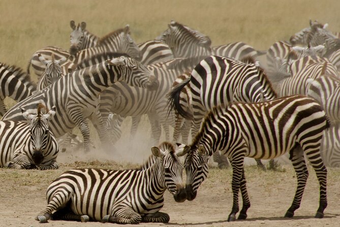 3 Days & 2 Nights Safari - Maasai Mara From Kisumu/Nairobi - Pricing and Group Size