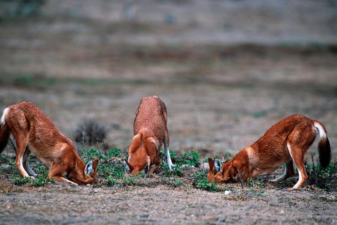 3 Days Bale Mountains Trekking - Accommodations and Meals