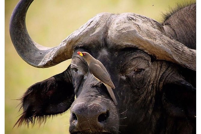 3 Days Budget Masai Mara Safari - Packing and Preparation
