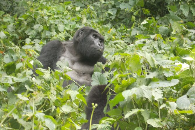 3 Days Bwindi Gorilla Trekking Tour - Wildlife Sightings