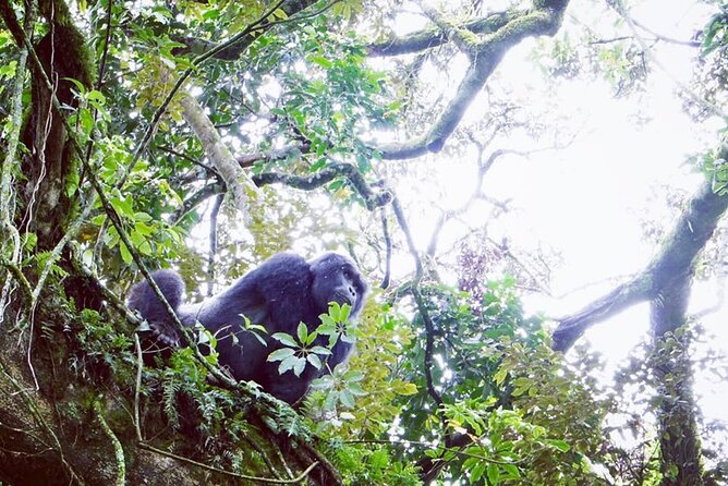 3 Days Gorilla Trekking Safari - Guided Tour Experiences