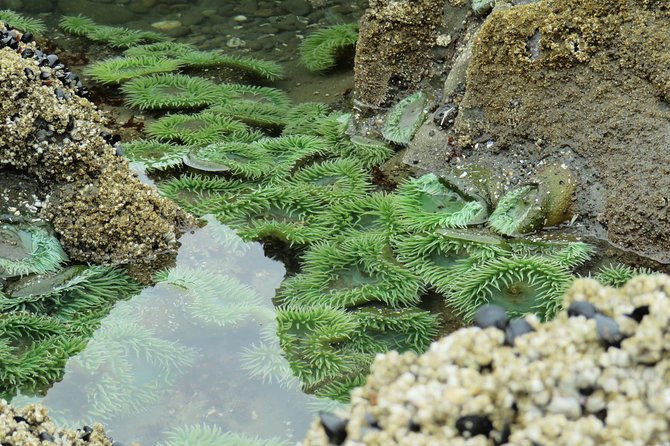 3 Days in Olympic National Park From Seattle: Silent Forest - Hoh Rainforest - Wildlife Sightings