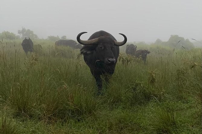 3 Days Lake Manyara, Tarangire, Ngorongoro Crater Group (Camping) - Pricing and Booking Details