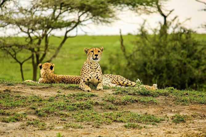 3 Days Luxury Safari Tour in Tanzania - Pricing Information