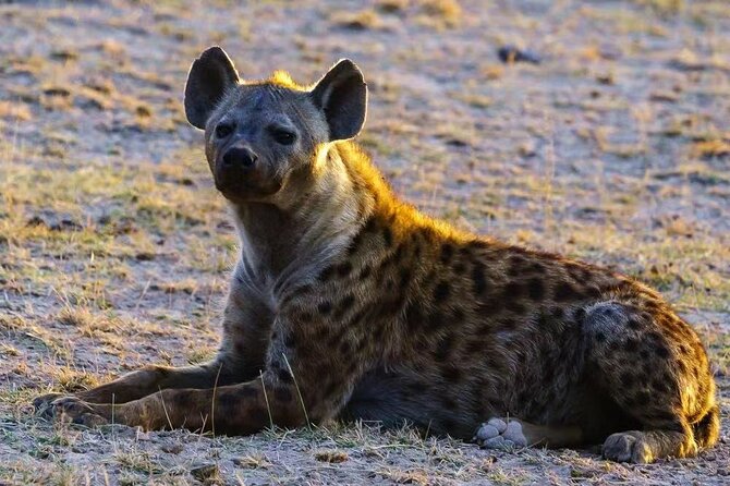 3-Days Masai Mara 4 X 4 Safari From Nairobi - Pricing Details