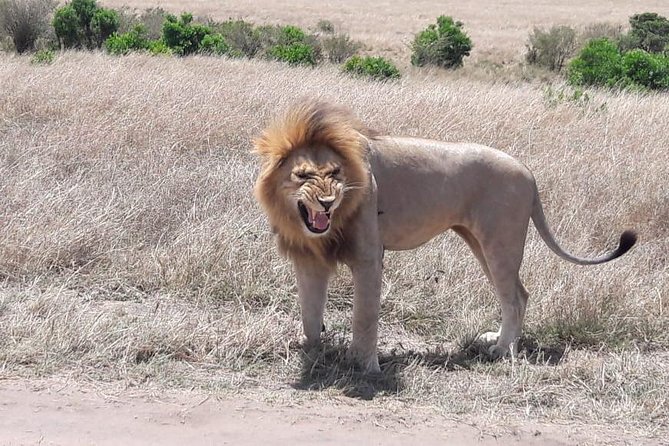 3 Days Masai Mara Experience - Ideal for All Travelers