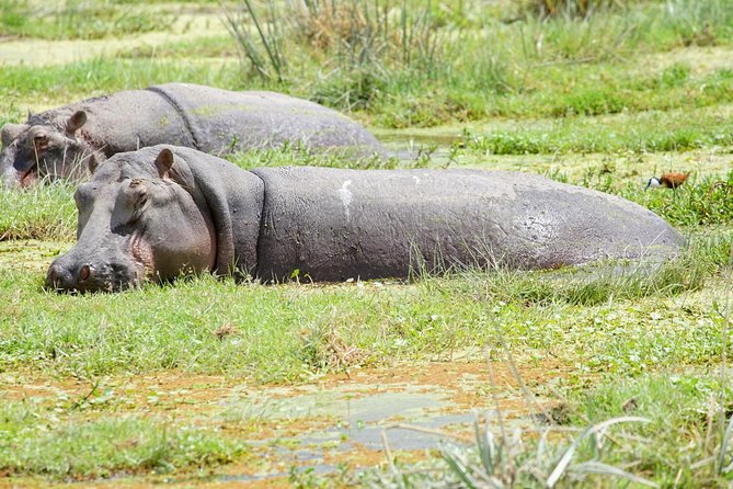 3 Days Masai Mara National Reserve Safari - Health and Safety Considerations