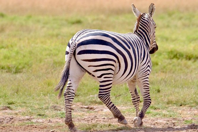 3 Days Masai Mara Safari- Daily Departures - Accessibility Features