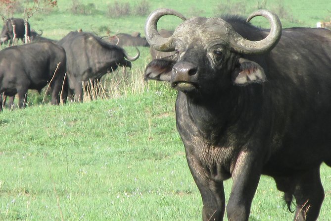 3 Days Masai Mara - Recommended Experiences
