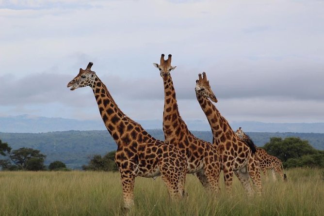 3 Days Murchison Falls Holiday Safari - Murchison Falls National Park