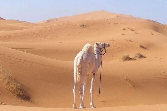 3-Days Private Sahara Desert Trek - Pricing and Cancellation Policy