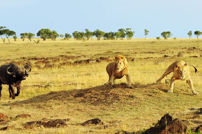 3 Days Safari Serengeti & Ngorongoro Crater - Personalized Safari Adventure