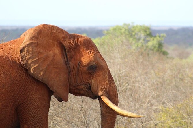 3 Days Safari Tsavo East and Taita Hills (Saltlick Lodge) - Pricing and Cancellation