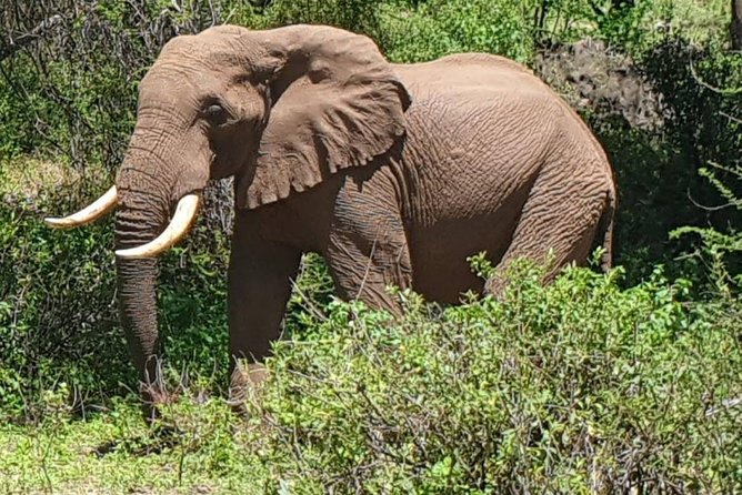 3 Days Serengeti National Park From Zanzibar - Frequently Asked Questions