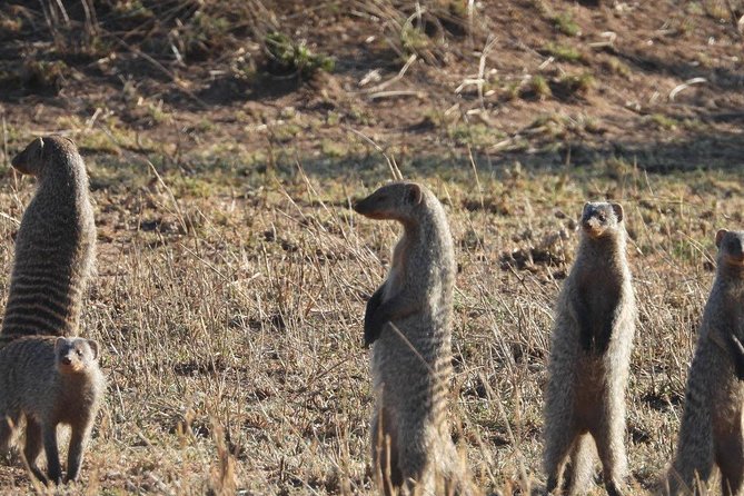 3 Days Tarangire, Manyara & Ngorongoro Mid-Range Camping Safari Tour Tanzania - Wildlife and Scenic Experiences