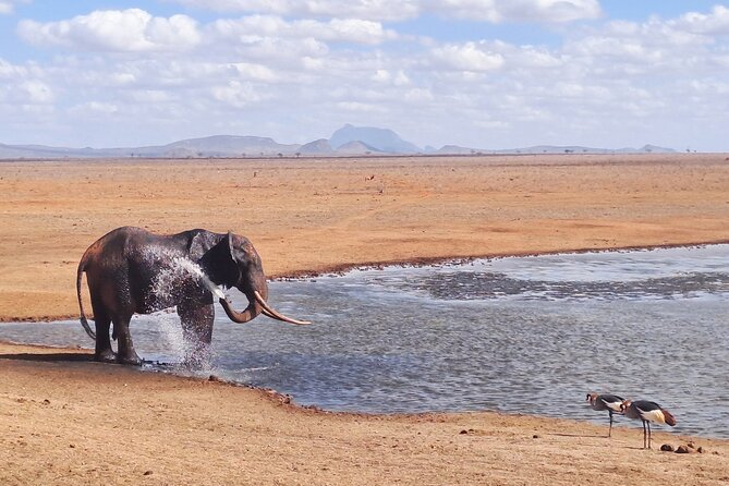 3 Days Tsavo East & Amboseli Safari From Mombasa/Diani or Nairobi - Cancellation and Refund Policy