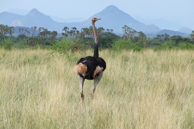 3 Days Tsavo East & West Starting From Mombasa. - Itinerary Day 1