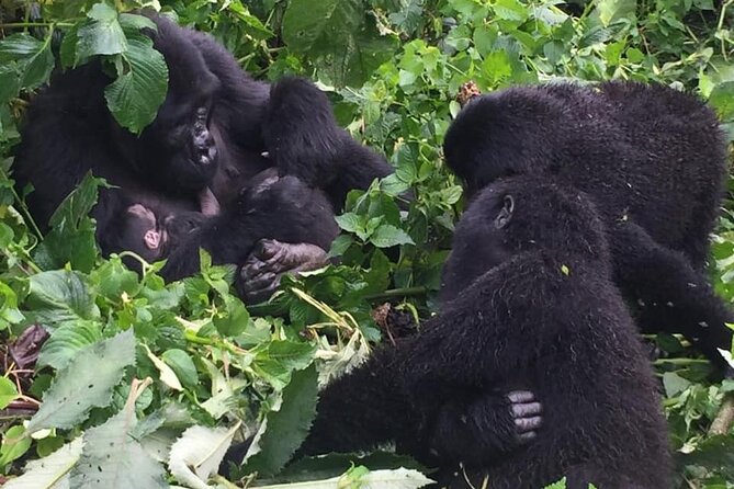 3 Days Uganda Gorilla Trekking Safari - Traveler Reviews and Feedback