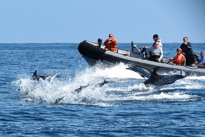3-Hour Guided Whale and Dolphin Watching Experience in San Diego - Preparing for the Adventure