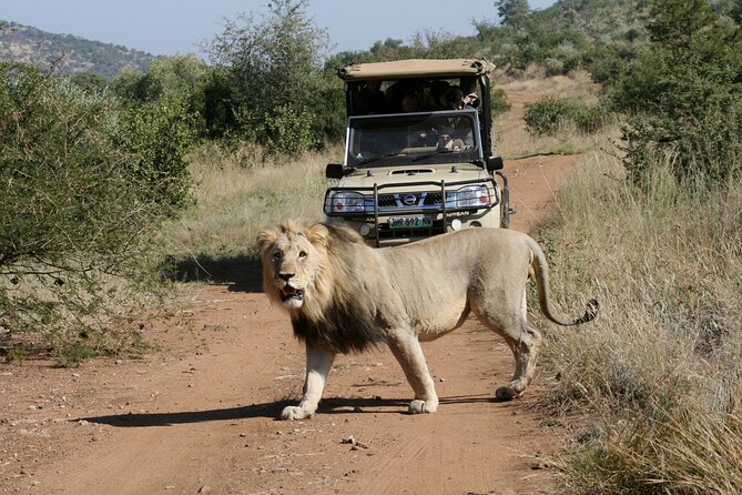 3-Hour Private Game Drive of Pilanesberg National Park - Accessibility Information