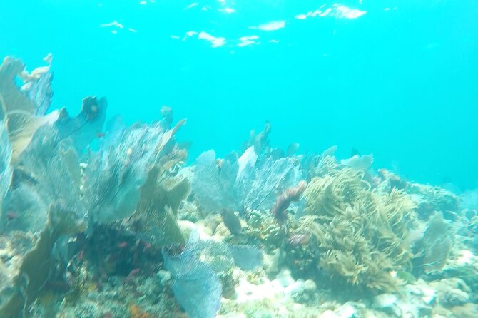 3 Hour Private Snorkeling in Marathon Florida - Pricing Information