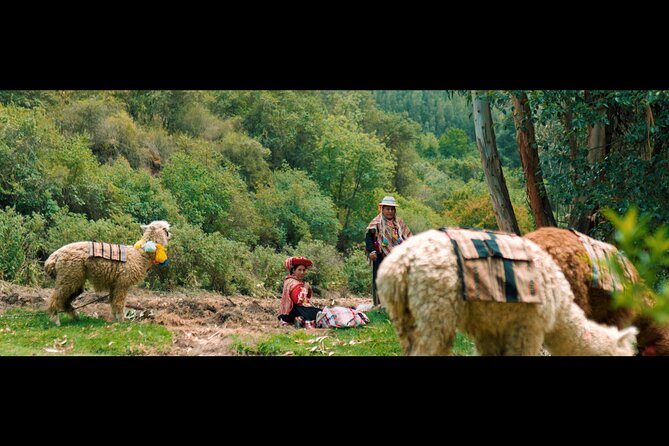 3-Hour Small-Group Hiking With Alpaca in Sacred Valley - Tour Ratings