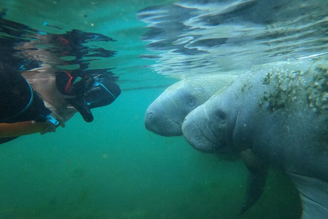 3 Hours Manatee Swim Tour in Florida - Customer Reviews and Ratings