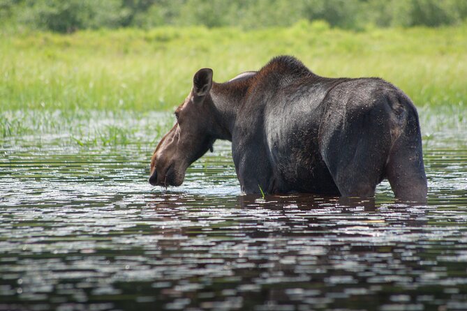4-Day Algonquin Park Canoe Trip - Meals and Dining