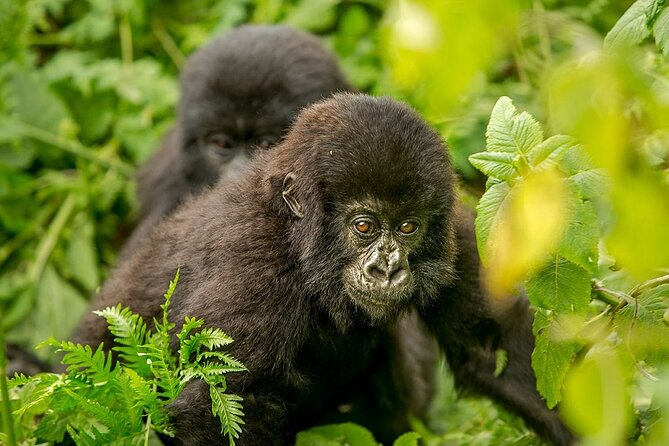 4 Day Gorilla Trekking & Golden Monkeys - Cancellation Policy