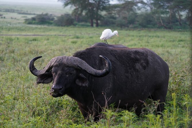 4 Day Group Tour to Maasai Mara and Lake Nakuru by a 4WD Cruiser - Exploring Maasai Mara