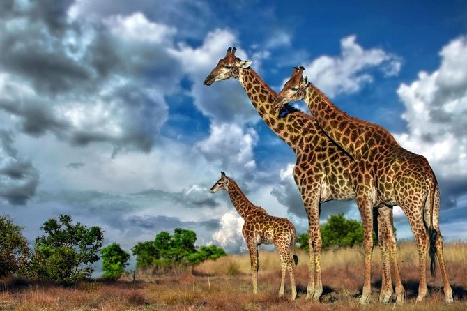 4 Day Kruger National Park and Panorama Route Safari - Day-by-Day Itinerary