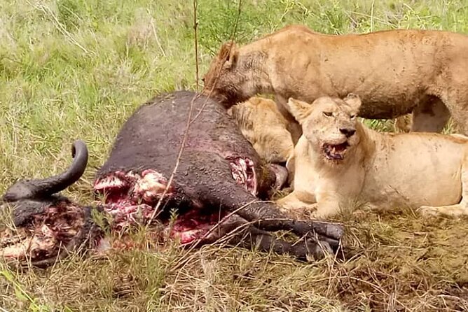 4-Day Lodge Private Tour to Tarangire, Serengeti and Ngorongoro - Customer Reviews