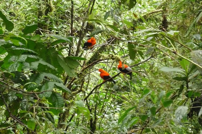 4-Day Manu Jungle Trip From Cusco - Booking Details