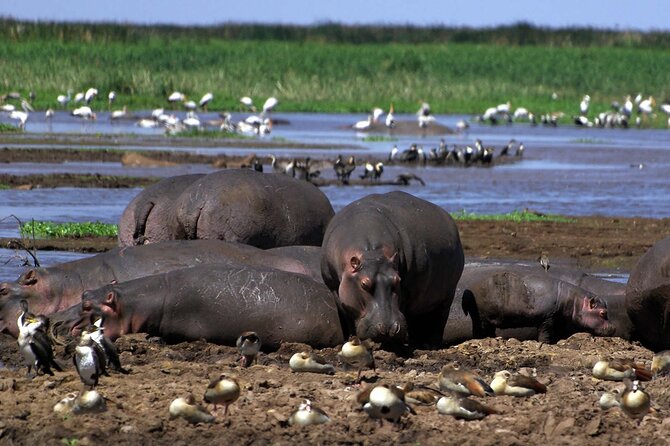 4-Day Manyara Serengeti and Ngorongoro Wonders Budget Safari Tour - Meeting Details