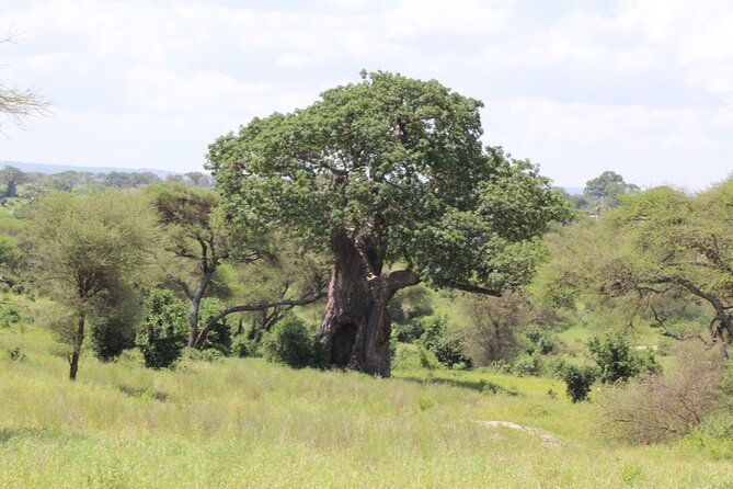 4-Day Safari in Tarangire, Serengeti & Ngorongoro (Mid-range) - Safari Experiences