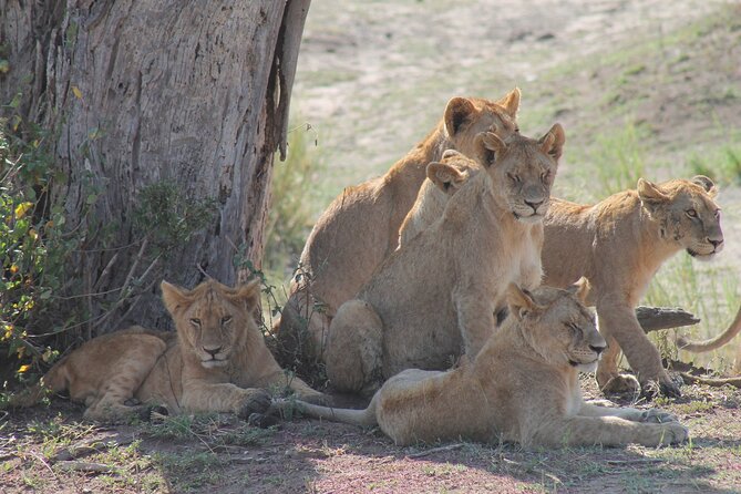 4-Day Simba Safari - Mid Range Tour - Highlights of the Safari