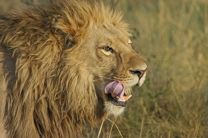 4-day Soweto & Pretoria, Lion Park, Magalies/Pilanesberg Safari - Important Information