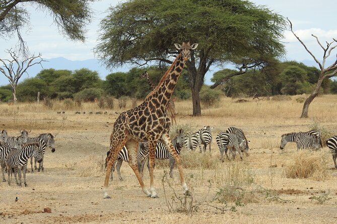 4-Day Tarangire, Serengeti, Ngorongoro Crater - Exploring Tarangire