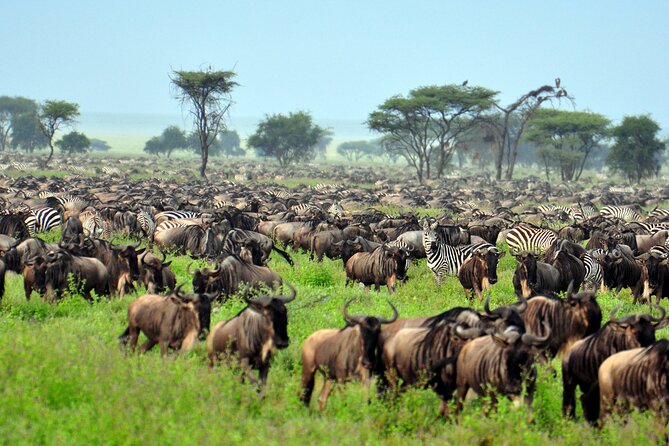 4-Day Tour to Tarangire, Serengeti and Ngorongoro - Highlights of Tarangire