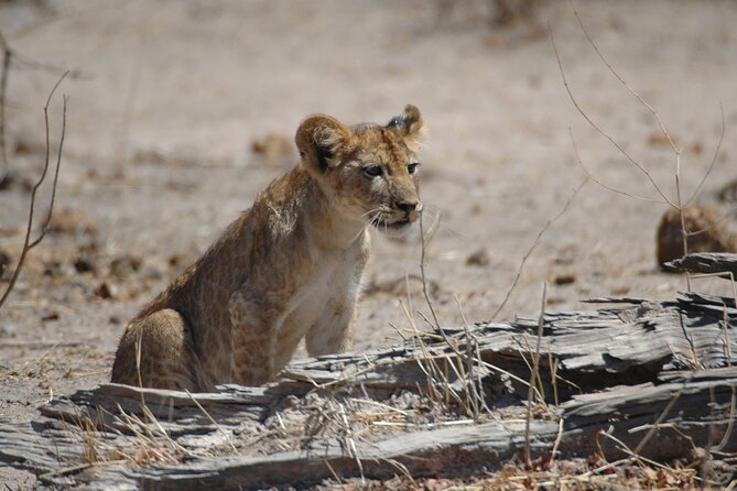 4 Days / 3 Nights Safari to Ruaha National Park - Pricing and Booking