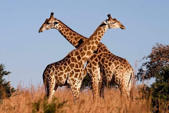 4-Days Bush to Bush Authentic Budget Safari - Accessibility Features