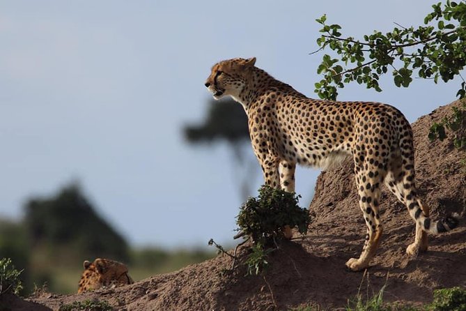 4 Days Enthralling Safaris in Kenya-lake Nakuru Masai Mara - Booking Process and Policies
