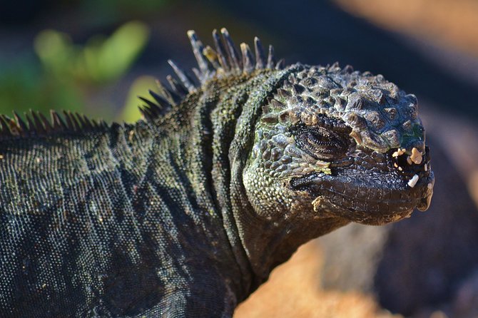 4 Days Galápagos - Total Experience Tour - Tour Reviews and Authenticity
